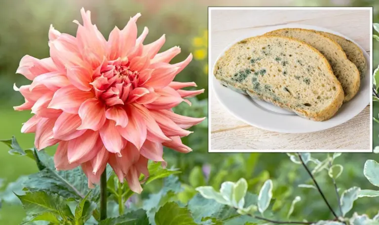 stale bread as fertilizer for roses