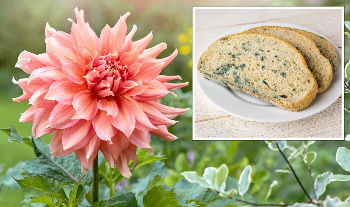 stale bread as fertilizer for roses