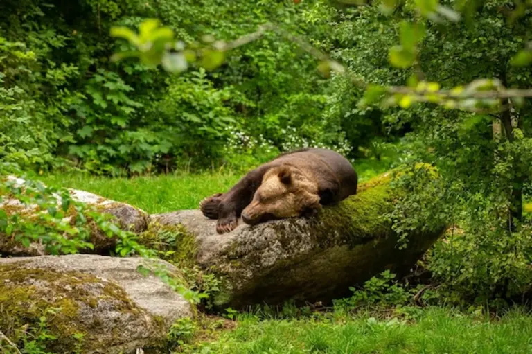 wild natural garden sitting area germany