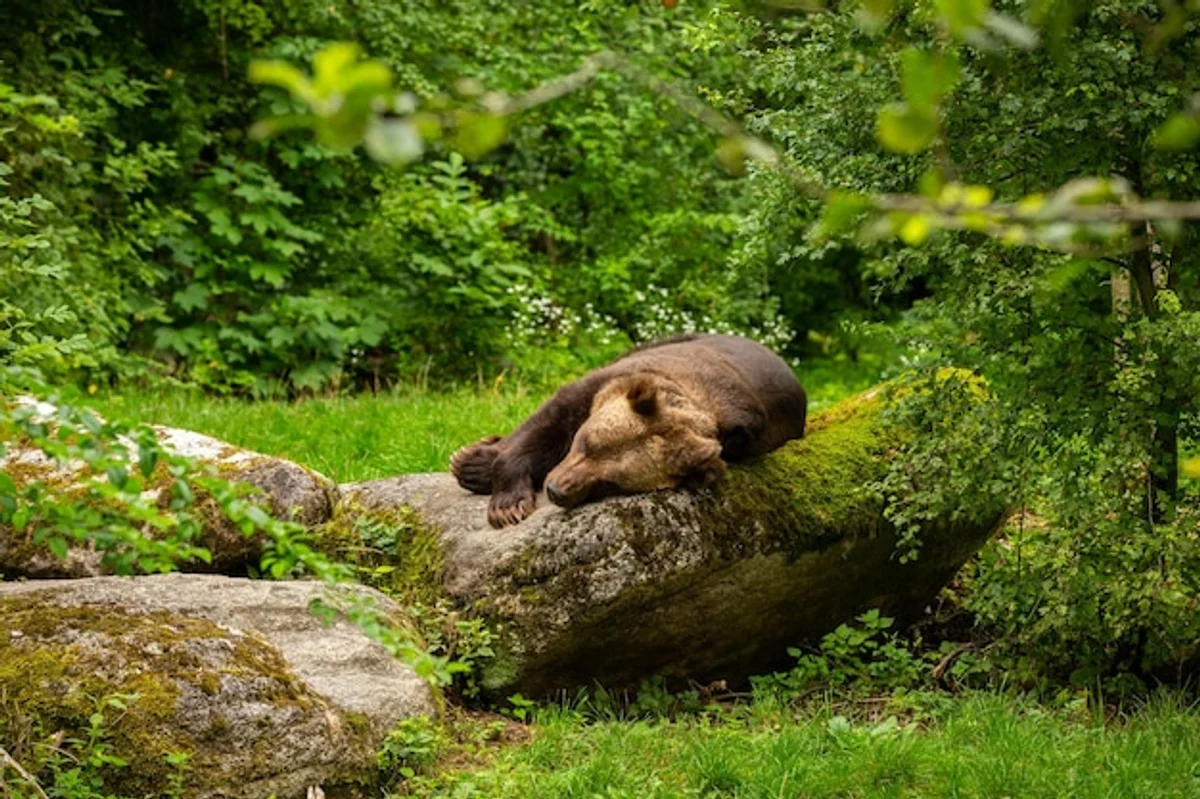 wild natural garden sitting area germany