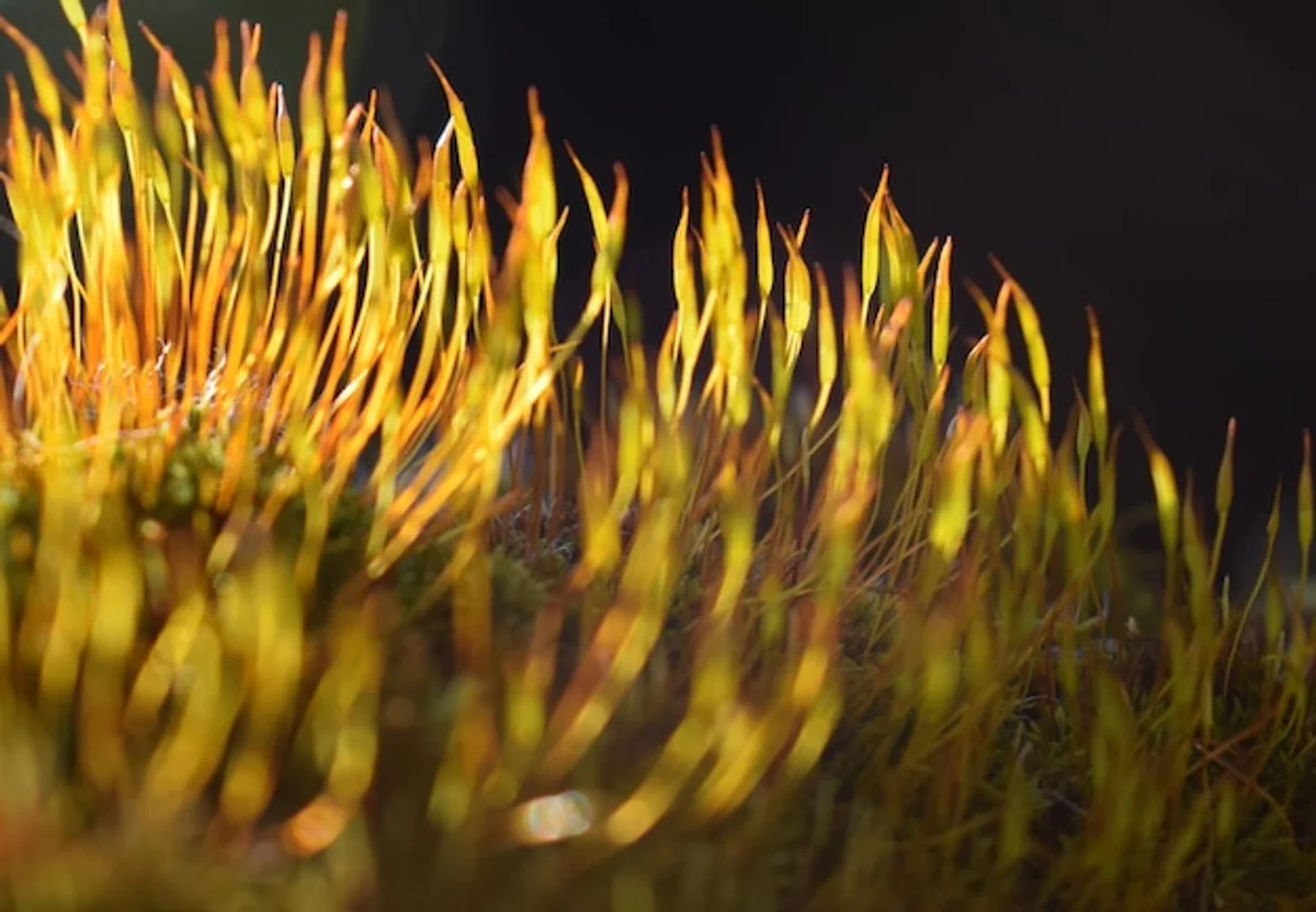 close up moss in german lawn after rain