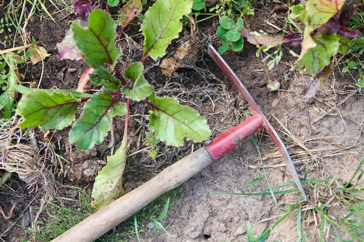 manual gardening tools in use backyard