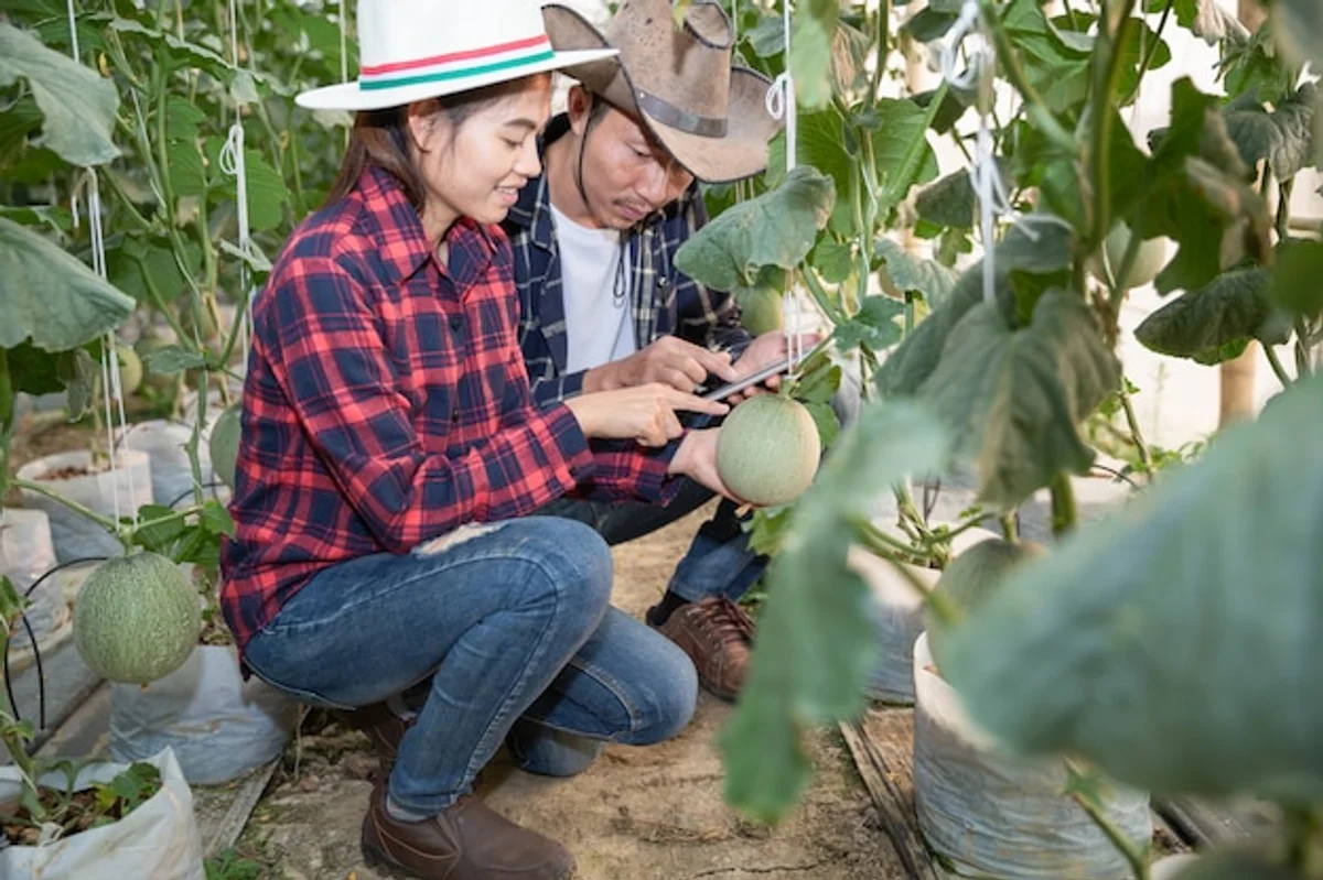 tomato greenhouse too crowded problem