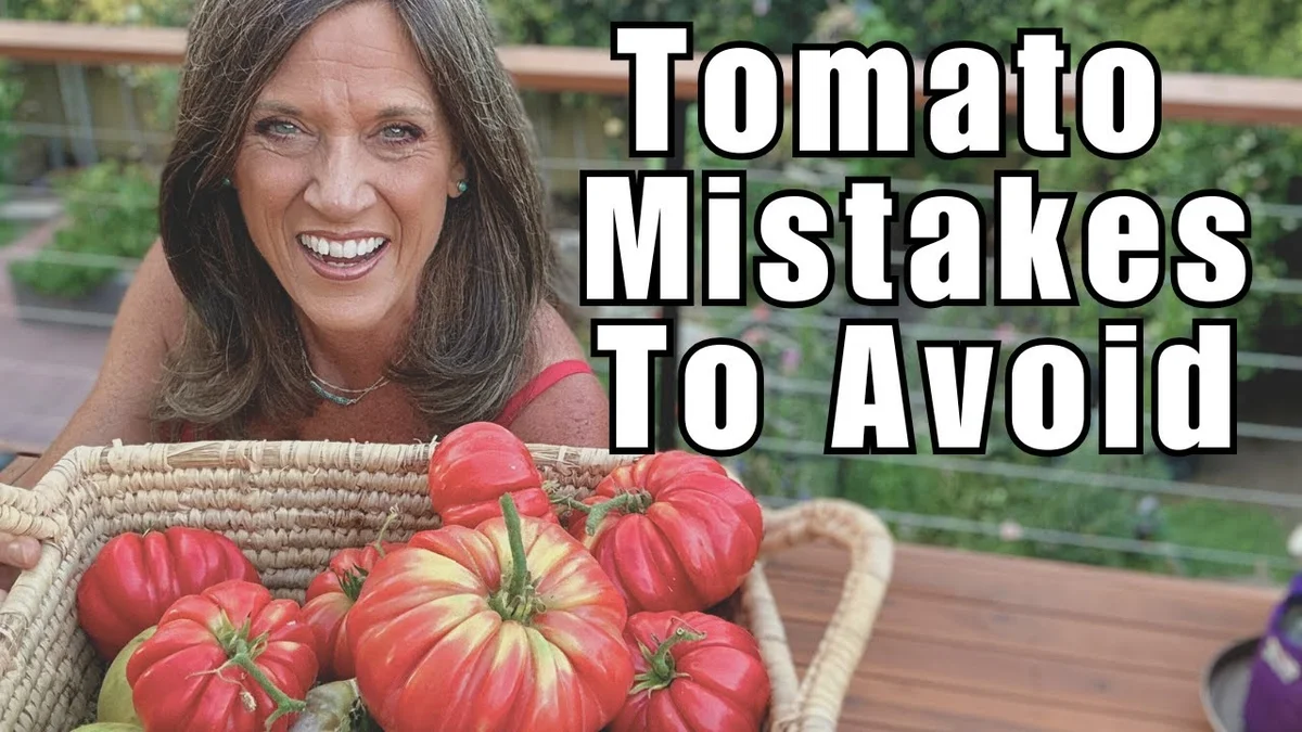 overcrowded tomato greenhouse problems