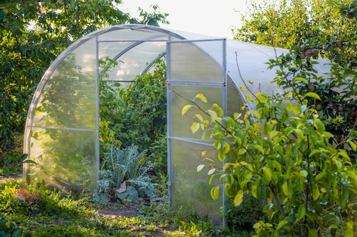 healthy tomato plants greenhouse air ventilation