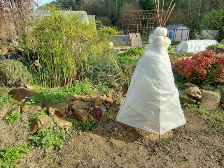 natural fruit tree protection home garden