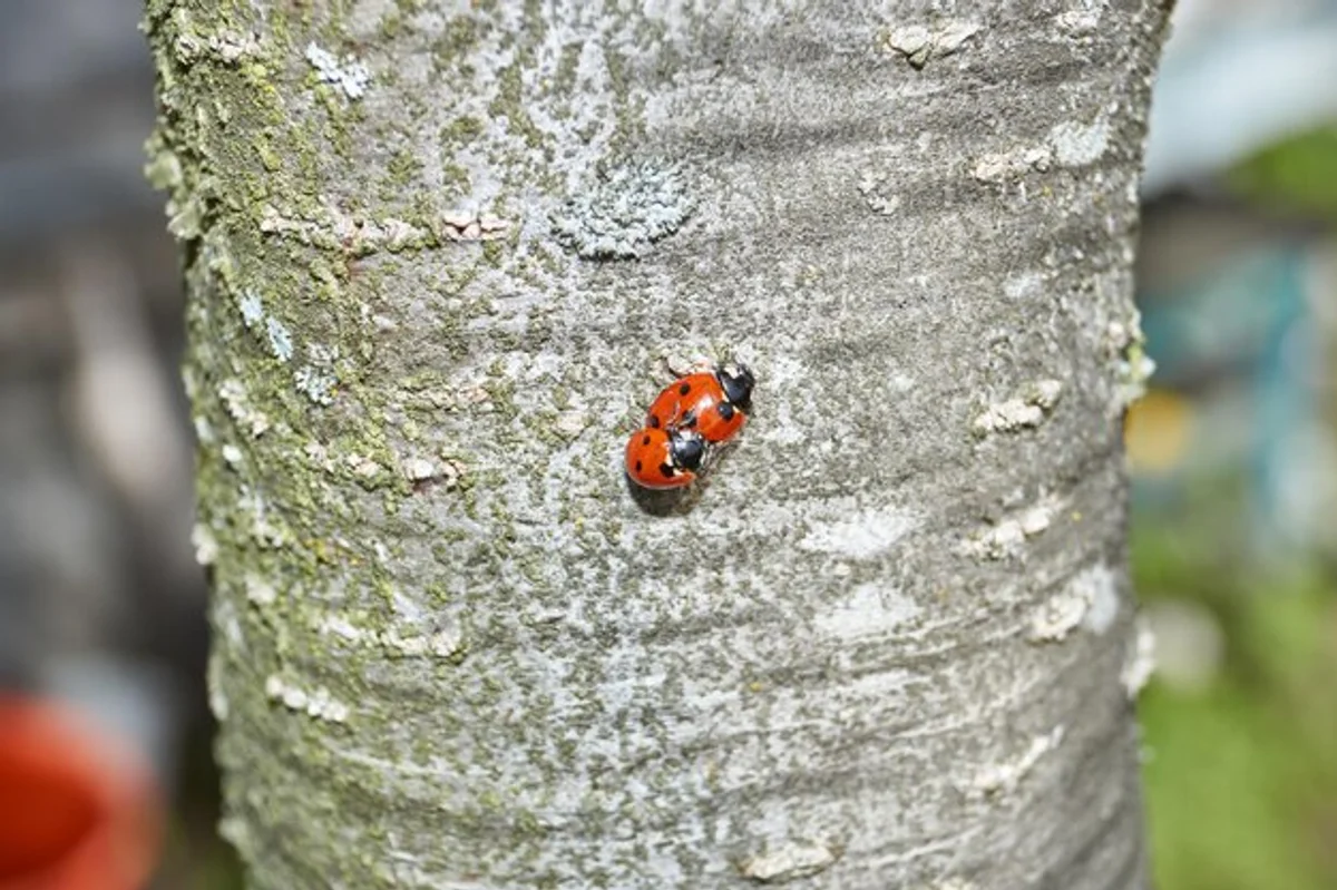 ladybugs protecting apple tree from pests