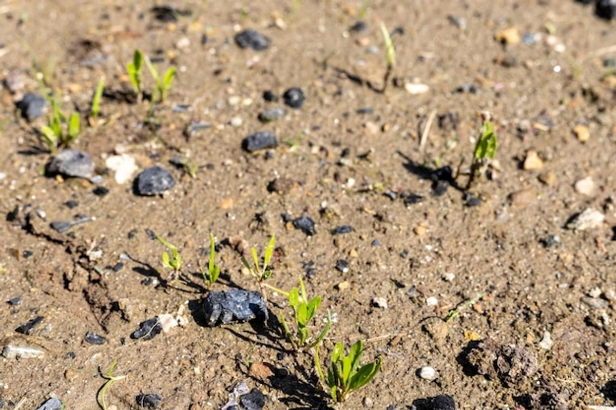 close up spinach seeds on soil planting