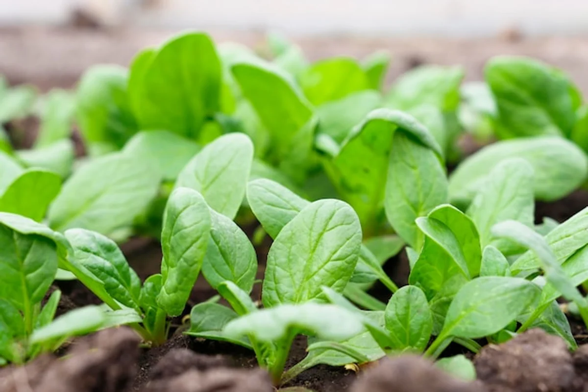 fresh spinach leaves growing in garden closeup