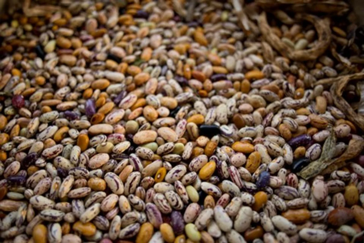 bio seeds and conventional seeds in german garden hands comparison