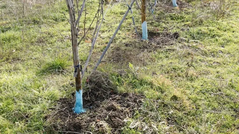 composting around fruit trees spring garden Germany