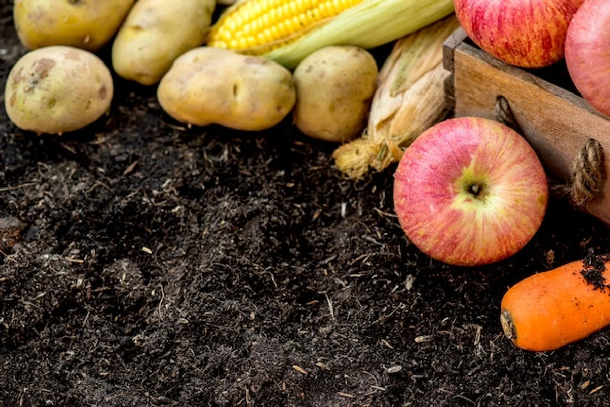 fruit tree around compost pile garden Germany