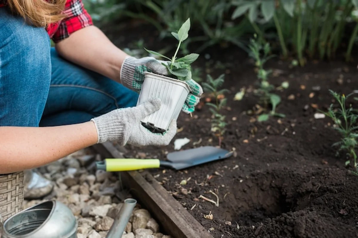 hands sprinkling compost under apple tree spring garden