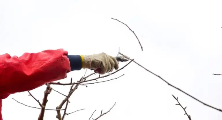 cherry tree frost protection tips spring frost