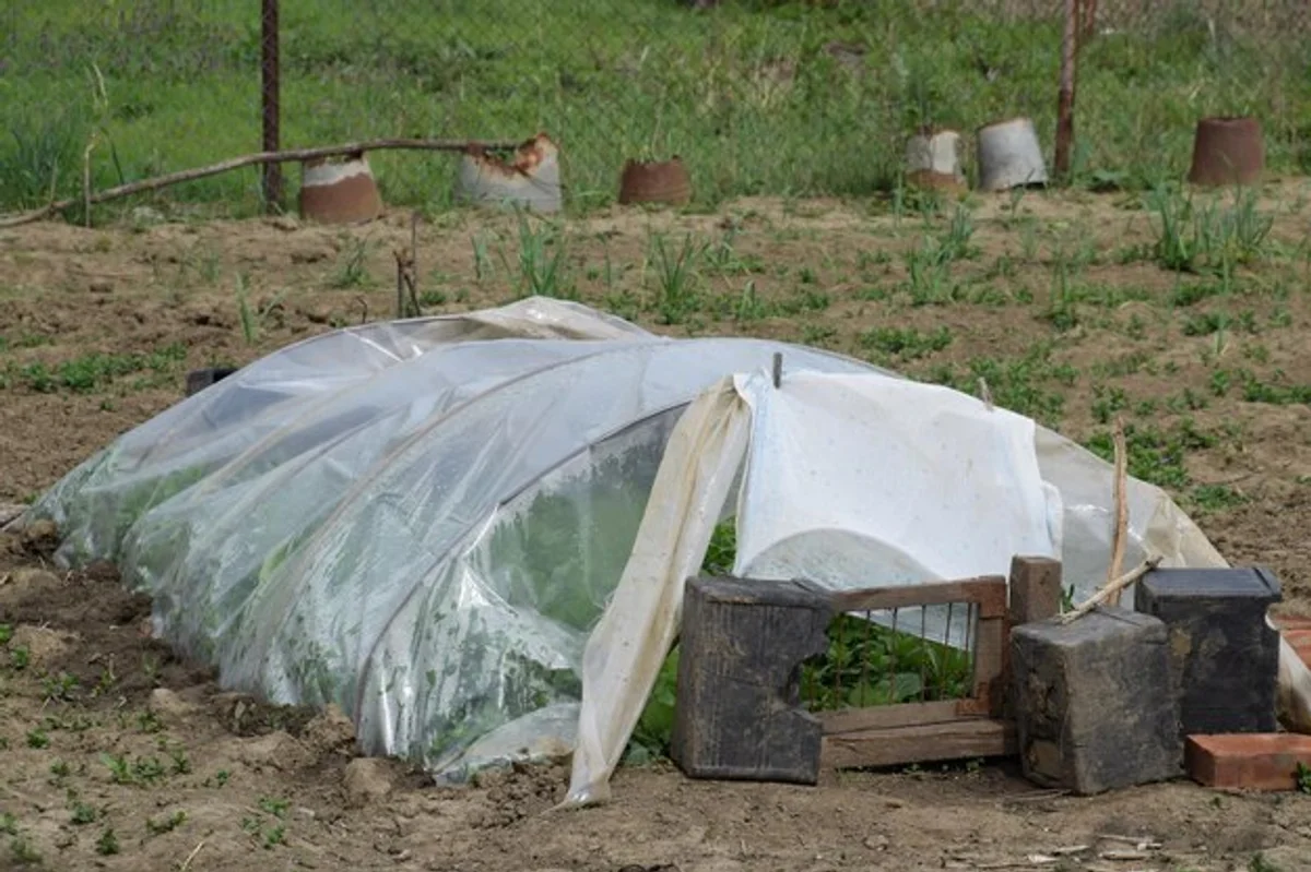 frost protection cherry trees garden spring
