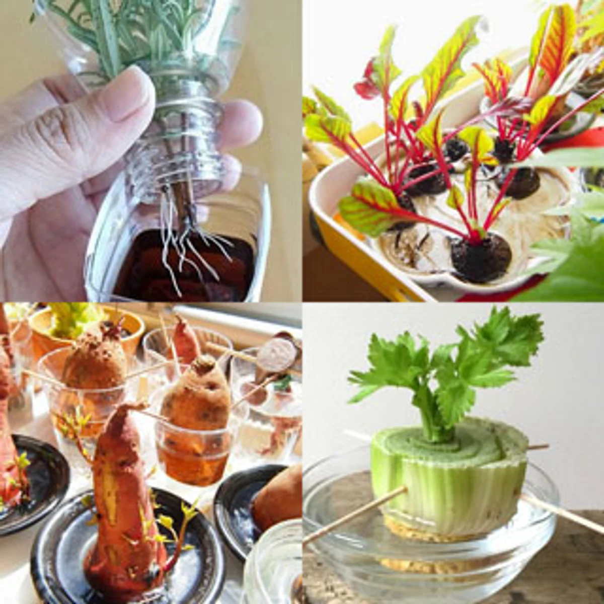 regrow vegetables windowsill fresh kitchen german