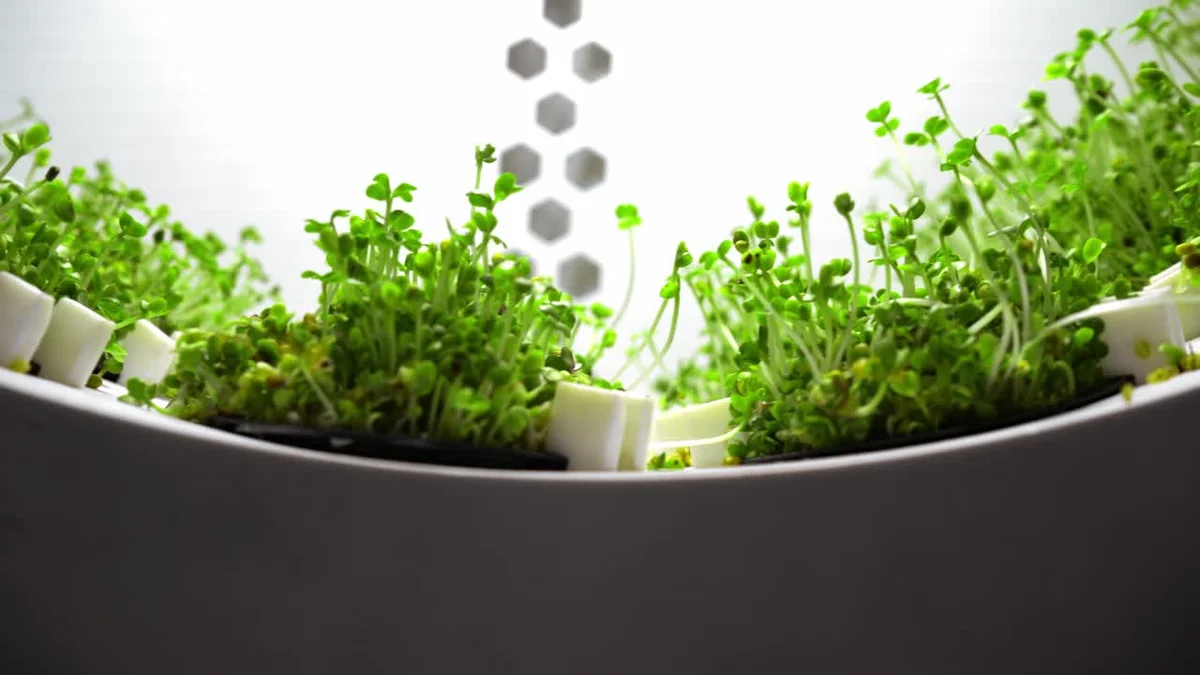 urban gardening regrow celery kitchen window fresh herbs