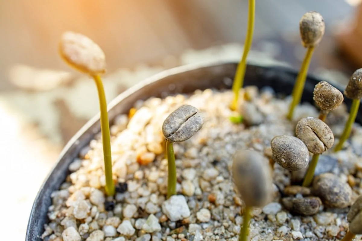 coffee grounds seedling growth macro garden