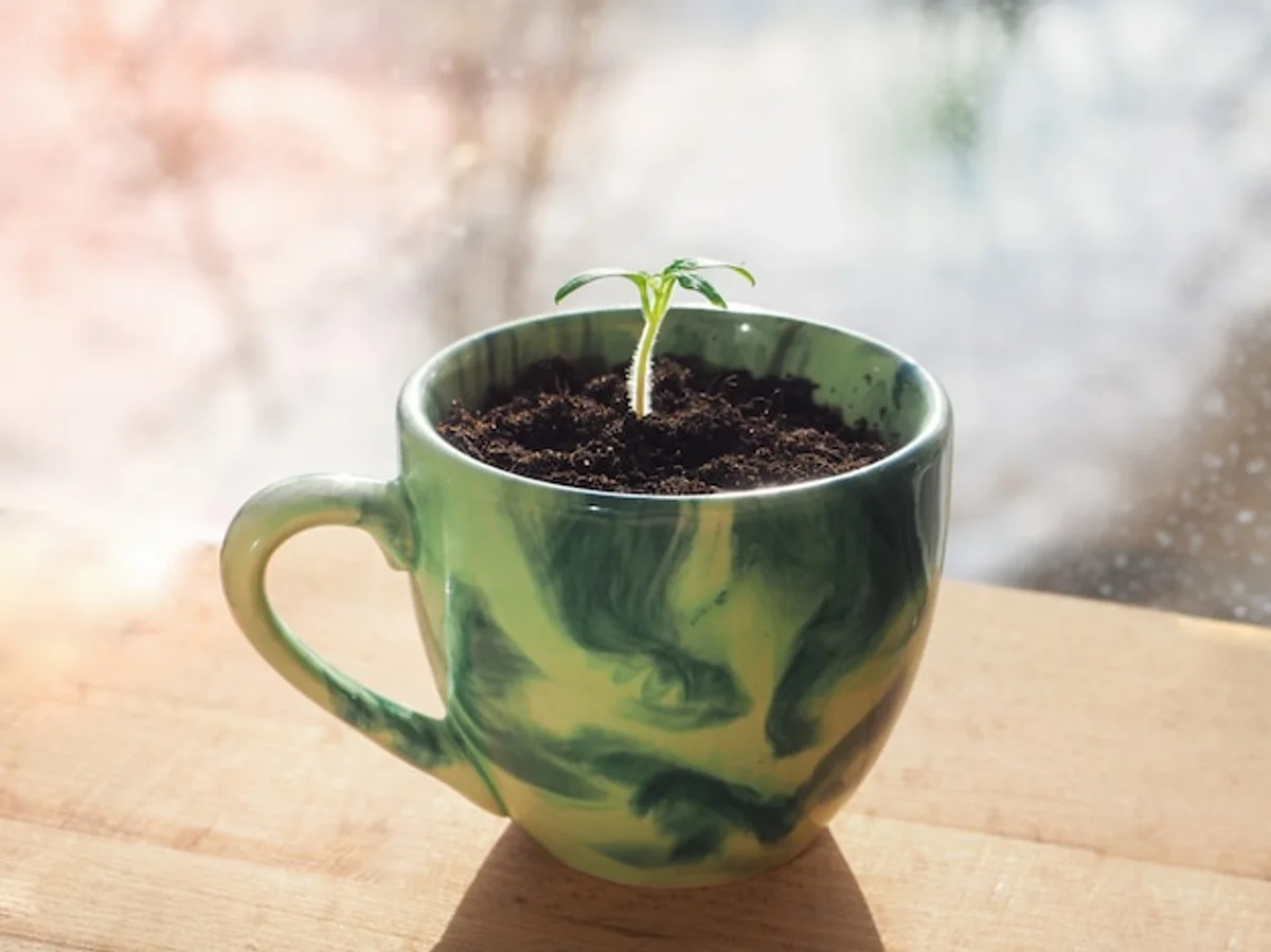 gardener adding coffee grounds seeds DIY