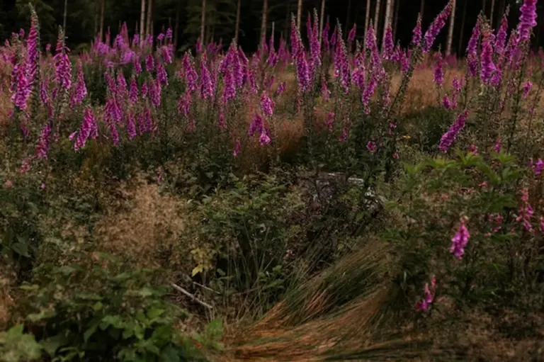german natural garden wildflowers