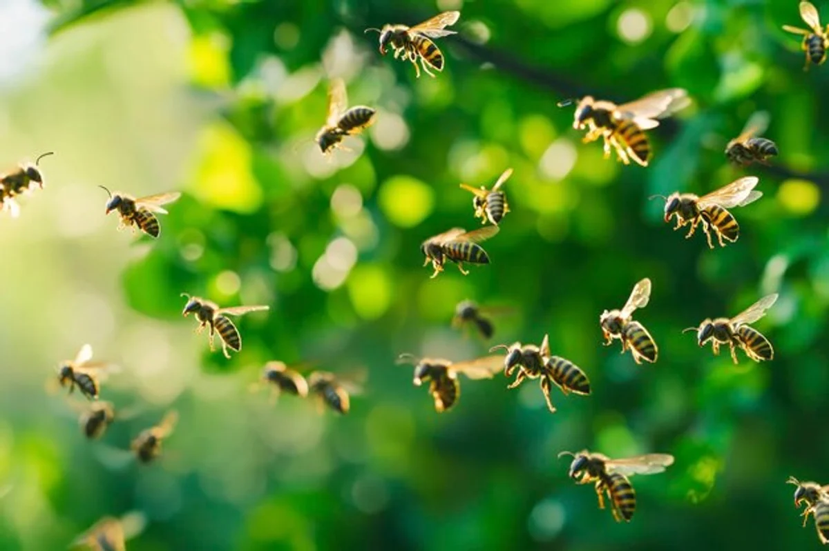 wildlife garden Germany birds insects