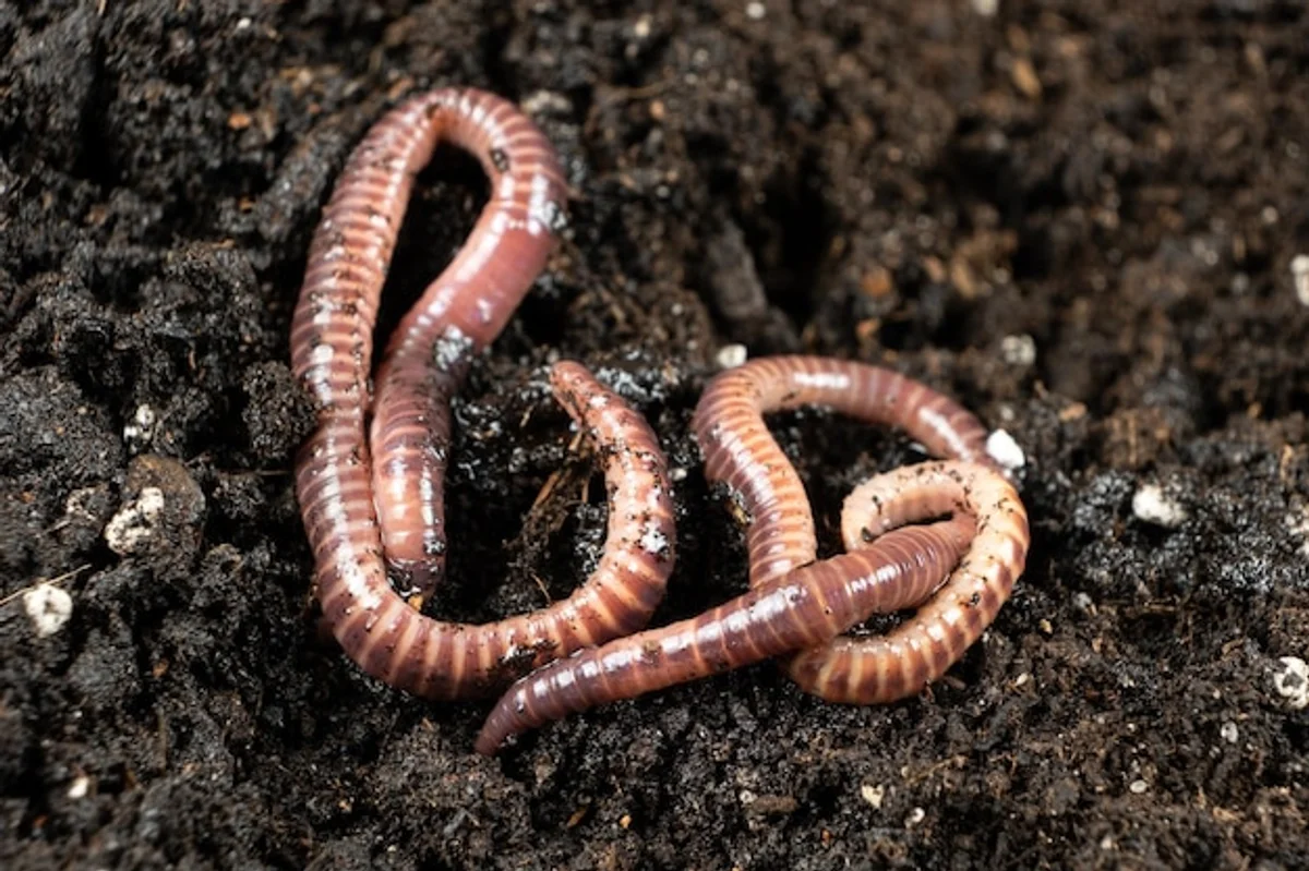 earthworms healthy soil gardening macro