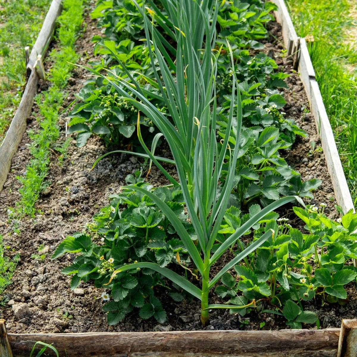 tomato garlic companion planting success garden