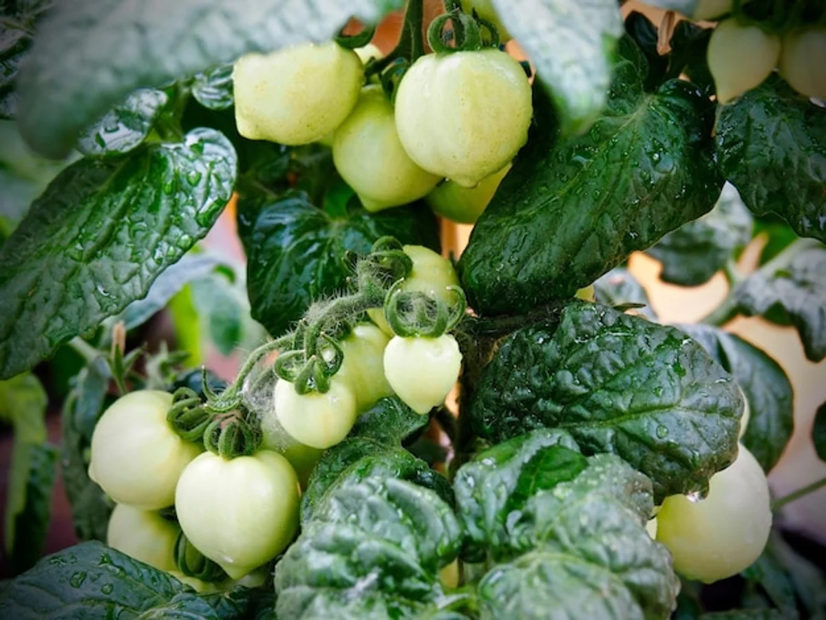 close up tomato and garlic companion planting