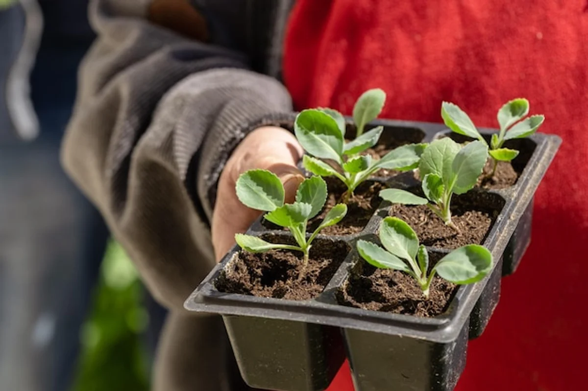 hands mulching houseplant pot with newspaper