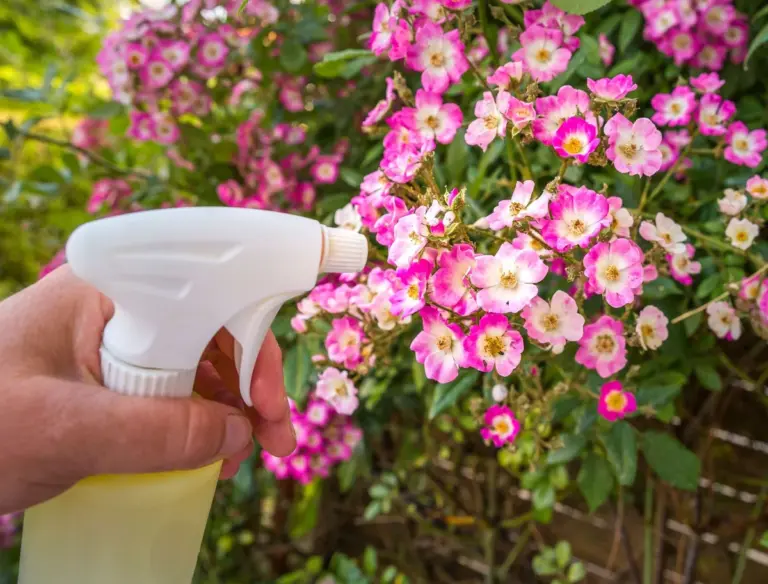 white vinegar gardening natural fertilizer vibrant garden