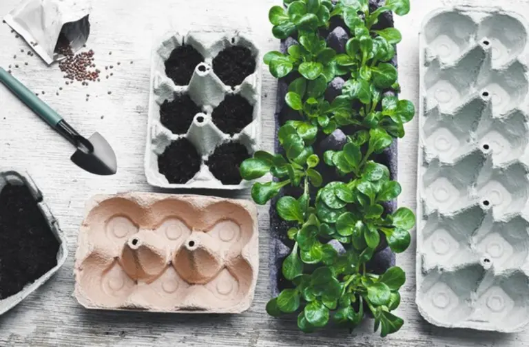 planting garden seeds depth top view