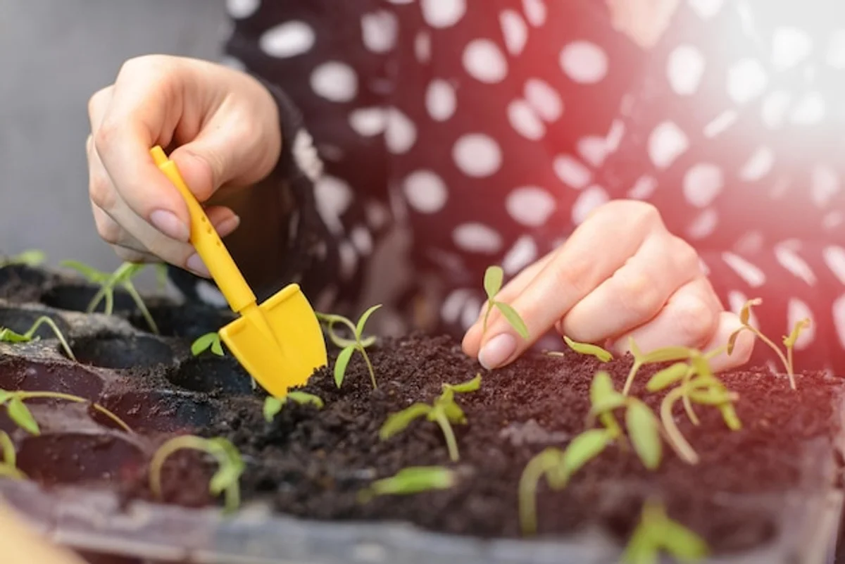 Hand planting sunflower seeds in soil, spring gardening