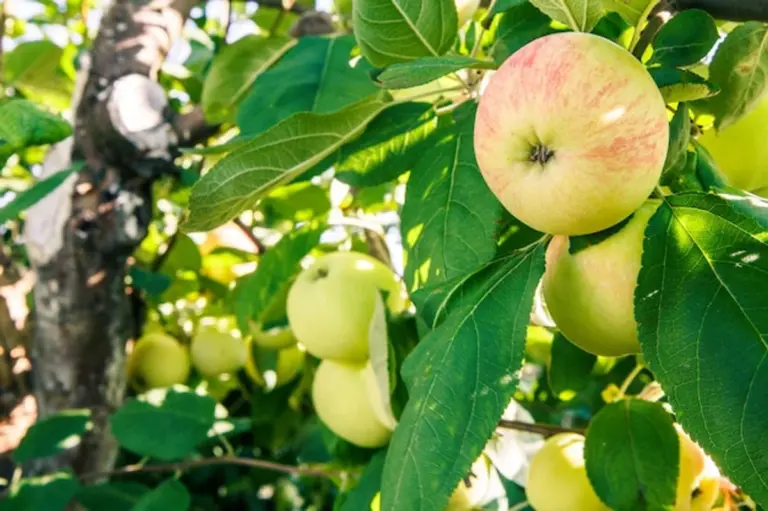 apple tree planting correct depth garden