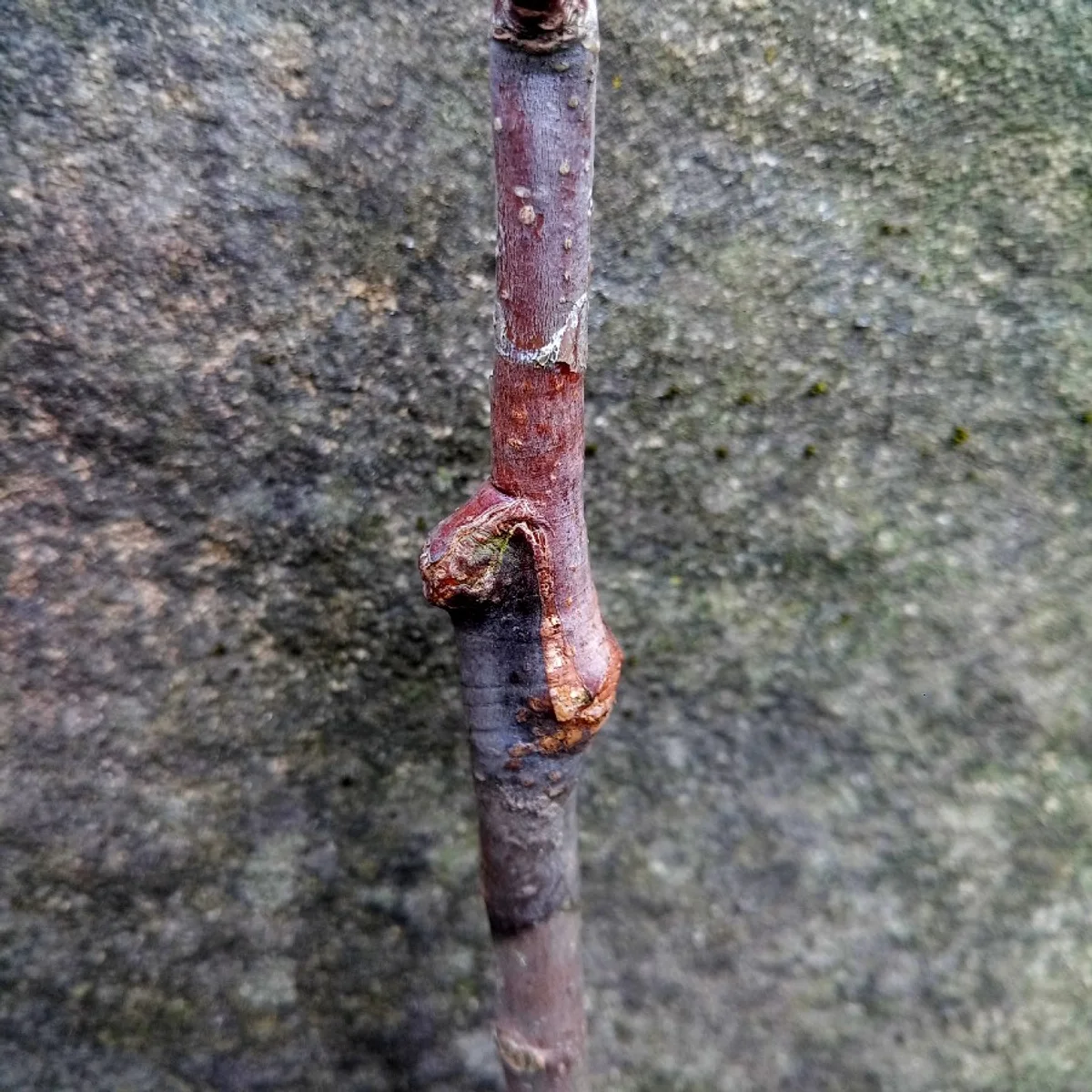 apple tree grafting union close up garden