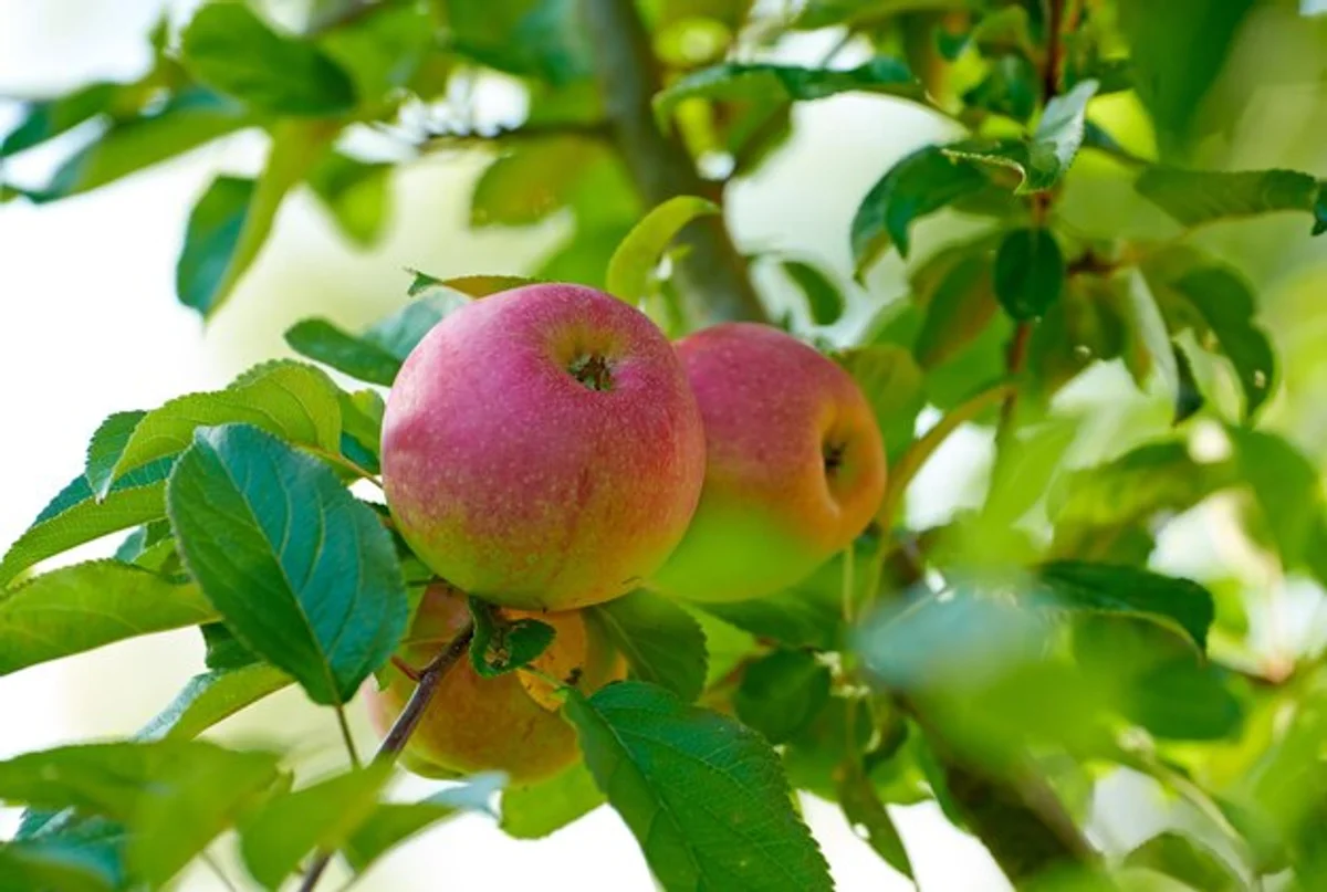 healthy apple tree planting sunshine garden