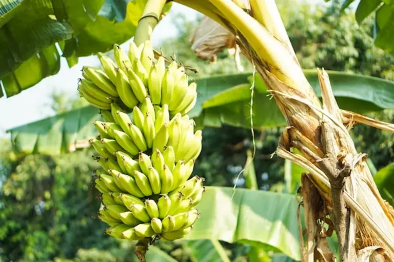 banana peels fertilizer garden bright detailed
