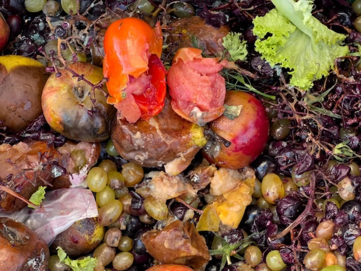 banana peel compost fertilizer with blooming tomato plants