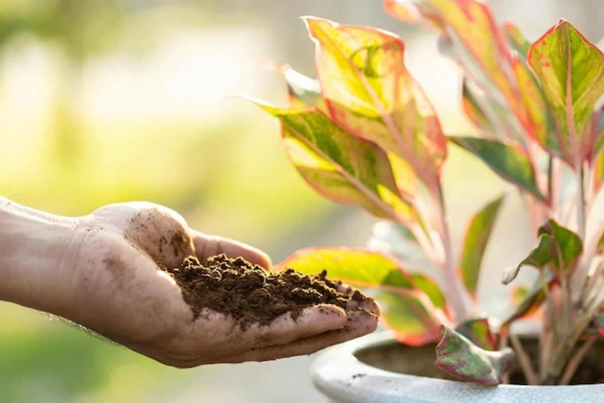 coffee grounds as plant fertilizer in garden