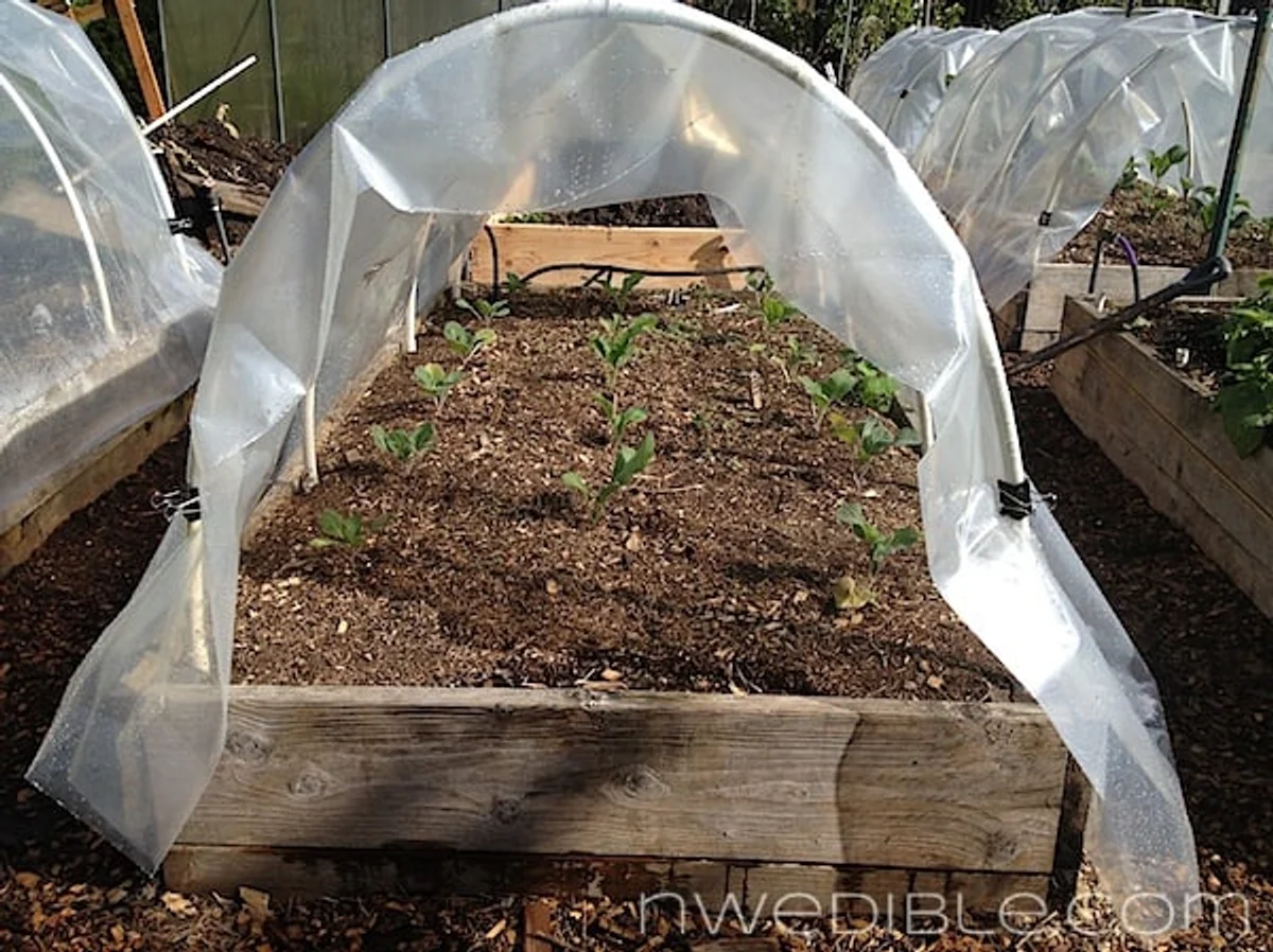 Homemade garden cloche made from recycled plastic tarp
