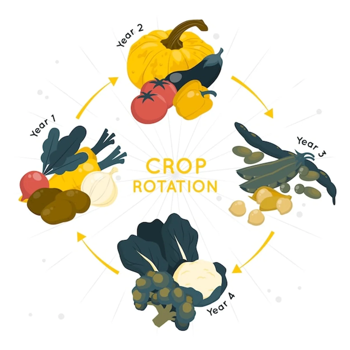 colorful crop rotation scheme drawn by hand