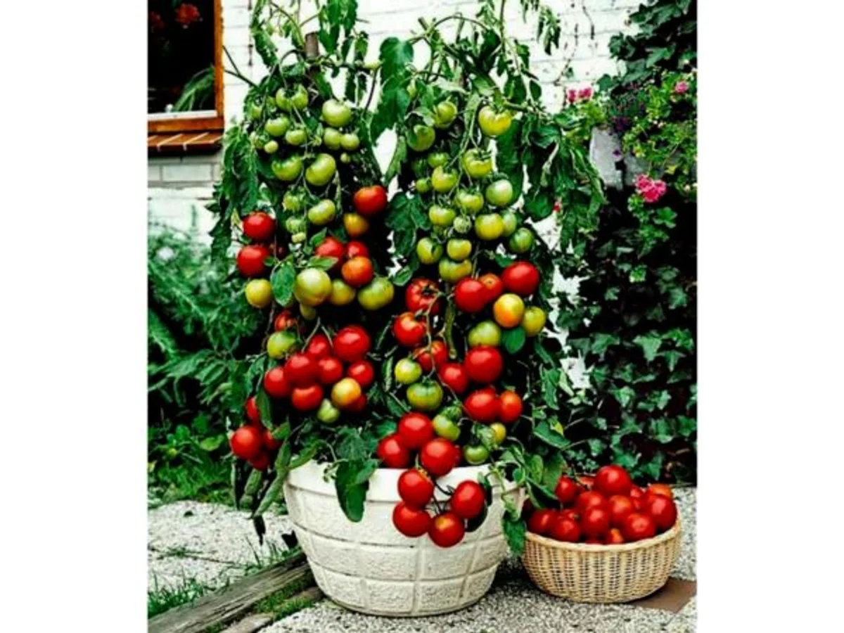 freshly harvested balcony tomatoes homegrown germany