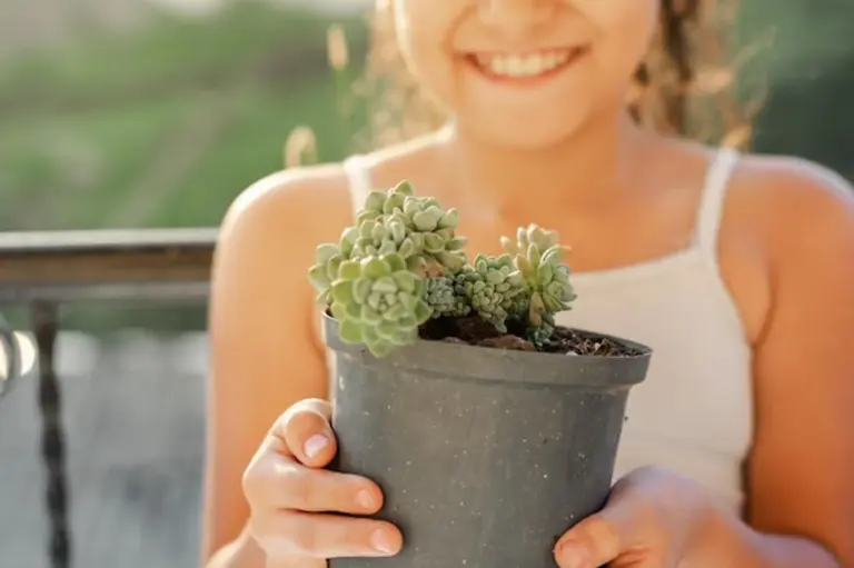 overwatered succulent rescue