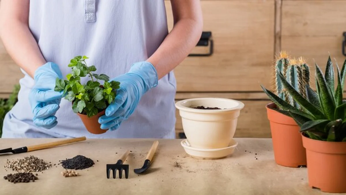 succulent care repotting steps