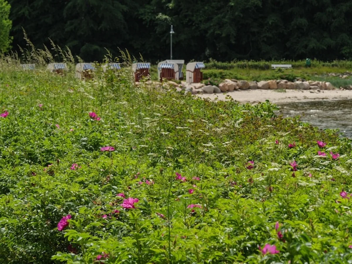 wildflower meadow in German garden summer vibrant