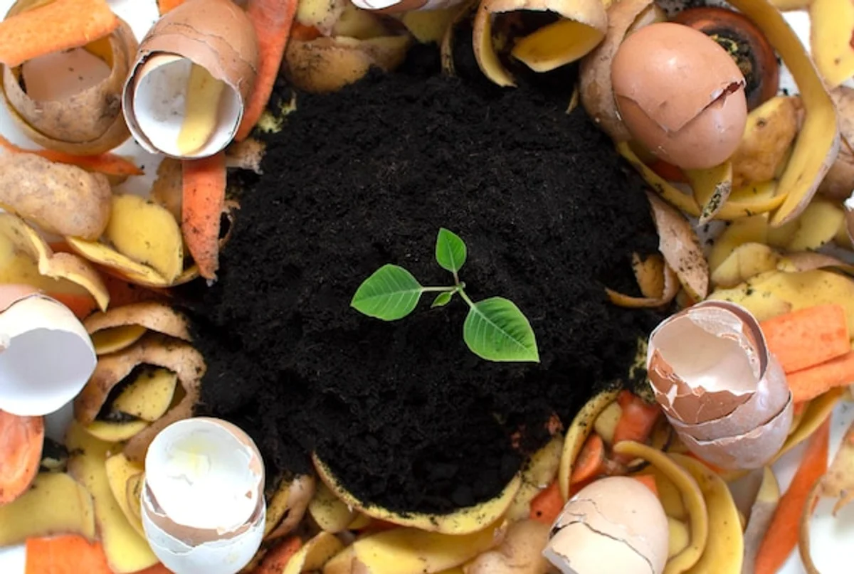 homemade fertilizer kitchen waste plants