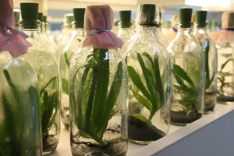 creative diy greenhouse old windows garden upcycling