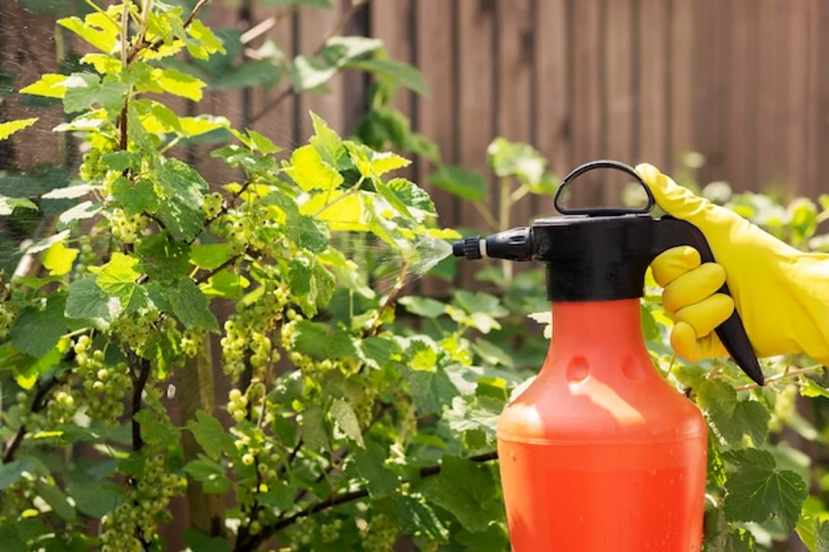 homemade aphid spray soap water garden plants