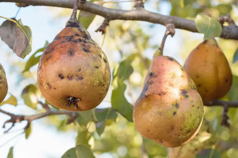 overwatered pear tree garden germany