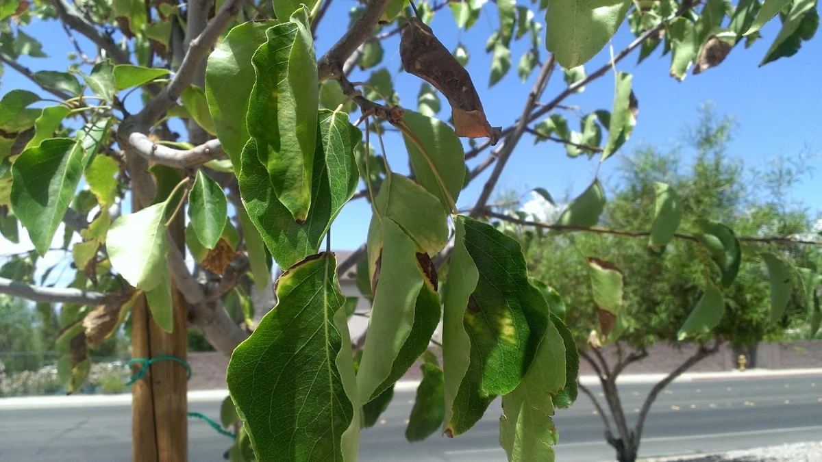 garden expert rescuing pear tree after overwatering