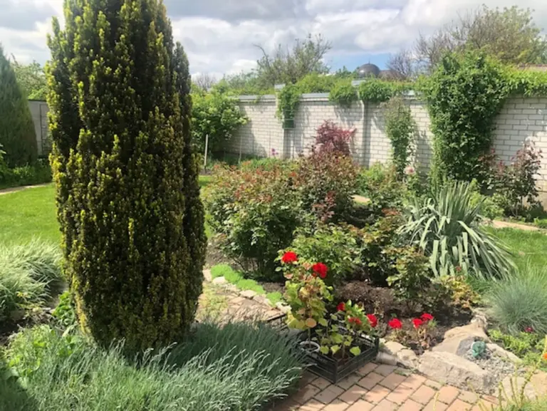freshly mowed lush german lawn in summer garden